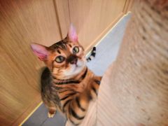 -CAT’S MEWSTAR CAFE·喵星球猫屋(晴湾咖啡店)