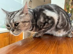 -有猫主题·治愈系猫咖(曾厝垵店)