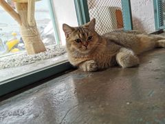 -喵屿·大理花园猫咖