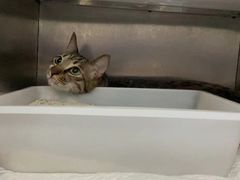 -创凡宠物医院·骨专科  猫科中心(西乡分院)