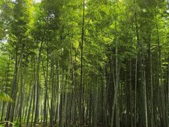 -同里国家湿地公园