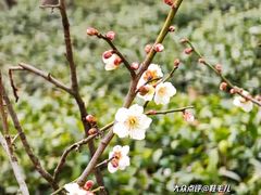 -梅花山(明孝陵内)