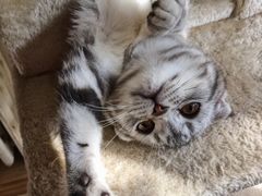 -康乐宝动物医院