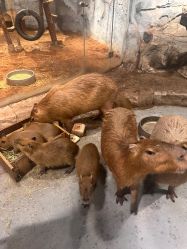 -Zoolung Zoolung动物主题公园(海信广场店)