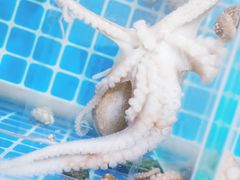 -宾朋海鲜特色美食餐厅·纯手工鲅鱼水饺(兴海路店)