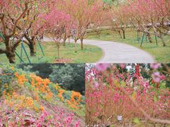 -广州市白云山风景名胜区