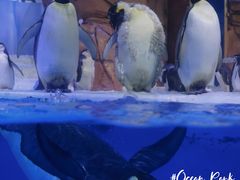 -海合安成都极地海洋公园