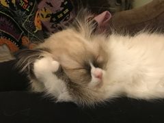 -猫色咖啡·猫咖