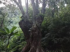 -莫里热带雨林景区