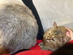 -松果猫咖(桐乡吾悦金街店)