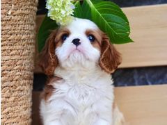 -萌宠之家·腊肠犬·马尔泰·小体犬舍