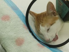 -艾贝尔宠物诊疗