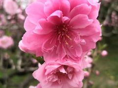 -桃花堤公园