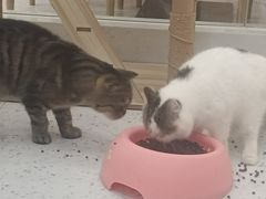 -喵园·猫主题咖啡厅·撸猫·猫咖(国贸店)