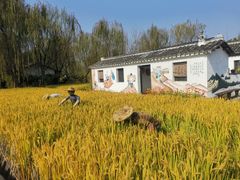 -溱湖国家湿地公园