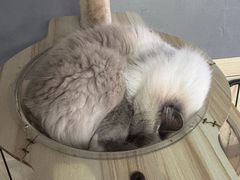 -豆逗聊愈猫阁Easy Life