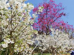 -天适樱花悠乐园