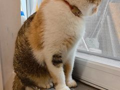 -伟伟宠物医院·CT影像中心·瑞派犬猫综合性门诊(汉口总院)