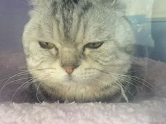 -喵的天空名猫咖啡馆·撸猫·猫舍·用品