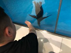 -珠海横琴长隆《卡卡虎奇遇记》