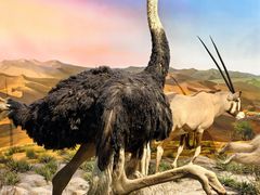 -国家自然博物馆