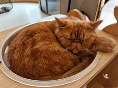 -飞行喵MR PILOT|猫舍·猫咖(静安大融城店)