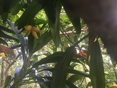 -广西壮族自治区药用植物园