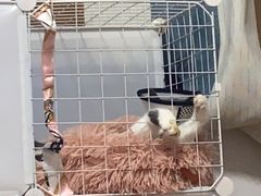 -美联众合宠物医院·爱萌分院·内外科·猫科中心