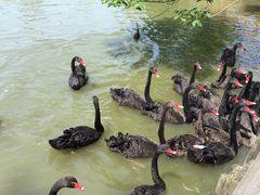 -溱湖国家湿地公园