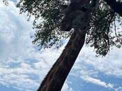 -沈阳森林动物园