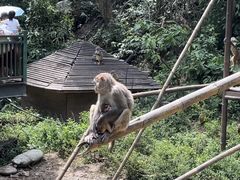 -西双版纳原始森林公园