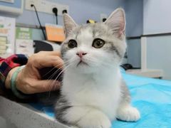 -纳吉亚猫专科动物诊疗中心(蒋宅口分院)