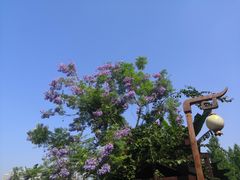 -重庆彩云湖湿地公园