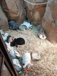 -酷嗒动物文化乐园(cutezoo西溪乐天城店)