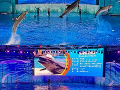 -海合安青岛极地海洋公园