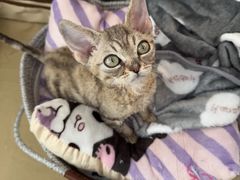 -momokira米努特·德文卷毛猫·棉花面纱犬