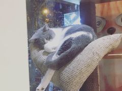 -帕帕拉兹宠物(亚洲旗舰店)