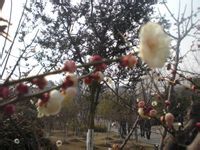 -白塘生态植物园