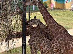 -鄂尔多斯野生动物园