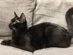 -宠爱国际动物医院·消化内科·心肾内科·ISFM猫友好(望京店)
