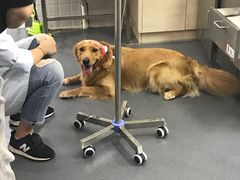 -爱侣宠医·鹦鹉专科·小型哺乳类·异宠专科(灵石路店)