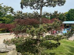 -嘉定紫藤园