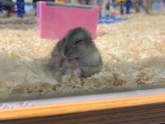 -龟与熊猫宠物公园(南坪店)