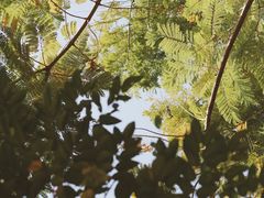 -紫马岭公园