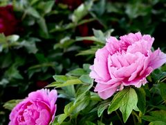 -莲花池公园
