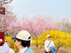 -桃花堤公园