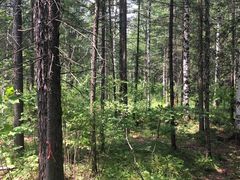 -峡谷浮石林景区