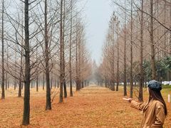 -黄海国家森林公园