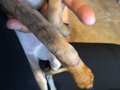 -乐派堂宠物医院·猫友好· 心脏科(东街店)