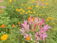 -紫颐香薰山谷景区